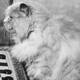 Illustration for article titled Cat People are More Intelligent than Dog People